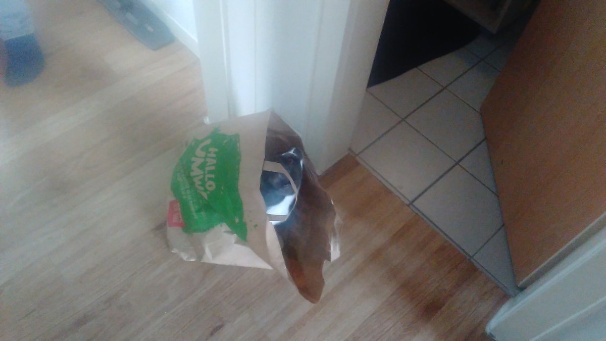 N33N33_Vlog's tweet photo. Rewe liefert jetzt auch Katzen. ;) Nein Spaß Tabea liebt diese Papiertüten also Spaß kommt nicht zu kurz #Papiertasche #Katze #Rewe https://t.co/Du7CJ2j5Wg