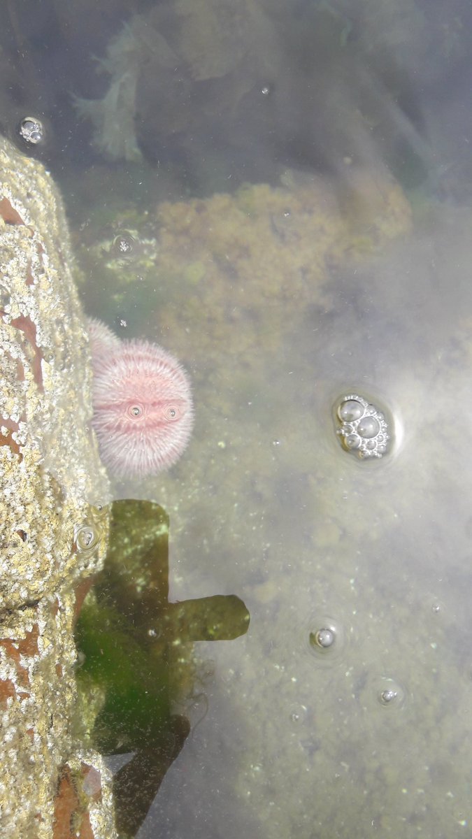 CraigEdibleLeed's tweet photo. I wasn't searchin but found some sea urchins! Out of the water, opened &amp; eaten in 2 mins. Deep oceanic flavour w/ sweet, slight bitter notes https://t.co/5eMMoG4oNM