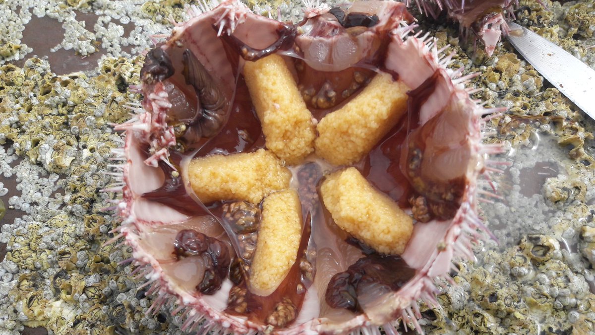 CraigEdibleLeed's tweet photo. I wasn't searchin but found some sea urchins! Out of the water, opened &amp; eaten in 2 mins. Deep oceanic flavour w/ sweet, slight bitter notes https://t.co/5eMMoG4oNM