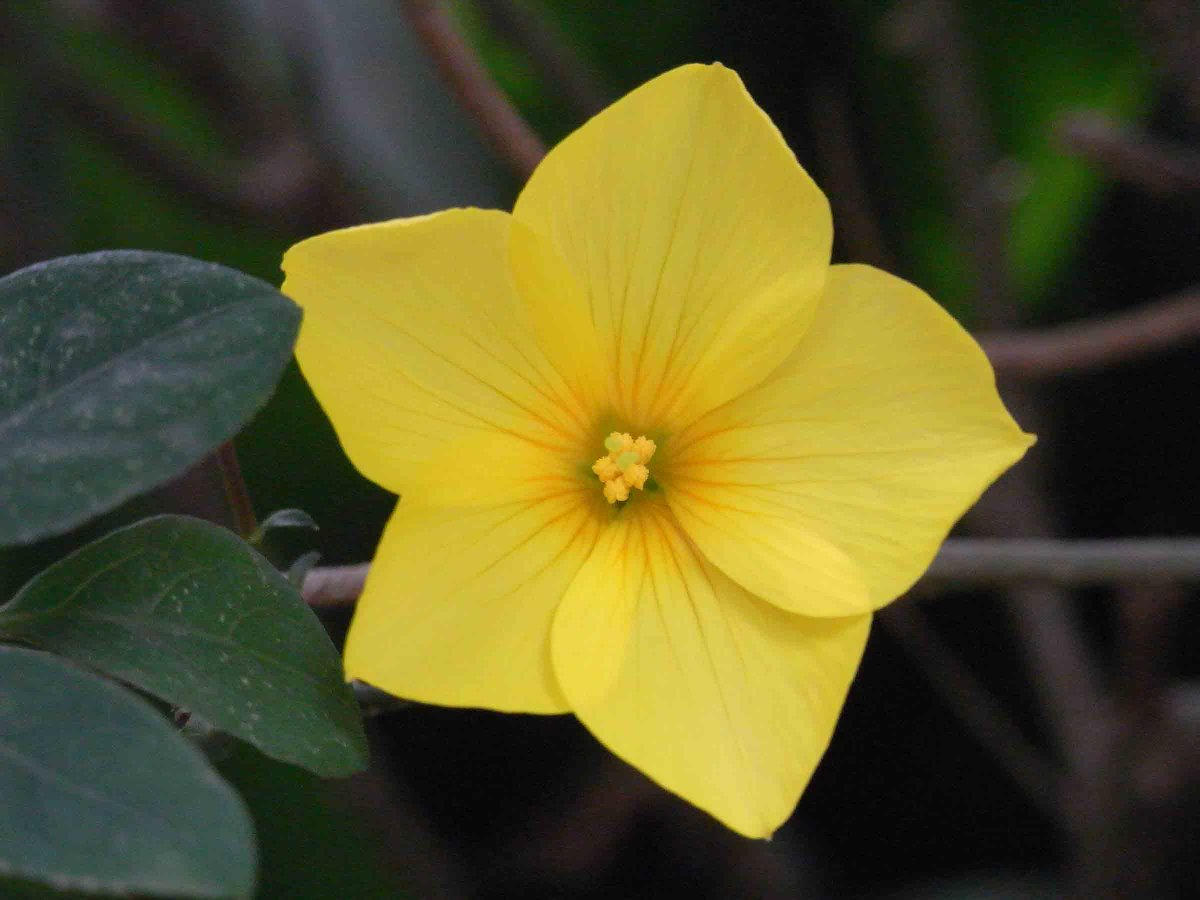 月光花の君 月光花の君
