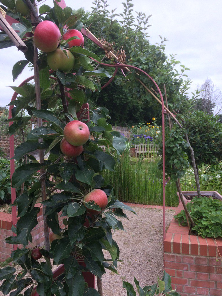 wazzo_m's tweet photo. The apples are coming along in the Dwarf Orchard, Greenwich Park @theroyalparks #GreenwichPark #DwarfOrchard https://t.co/tb4REA4g0U