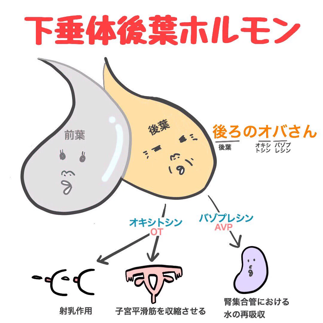 下 垂体 後葉