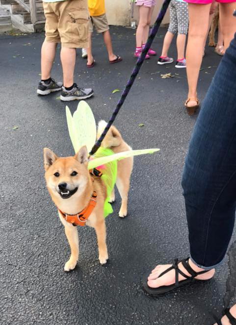 BoneAppetitRI's tweet photo. Summer Fun is here!! Save $5.00 today! #eastgreenwich #rhodeisland #boneappetitri #ridogs https://t.co/eNCorzDlef https://t.co/yG4aBqEMqI