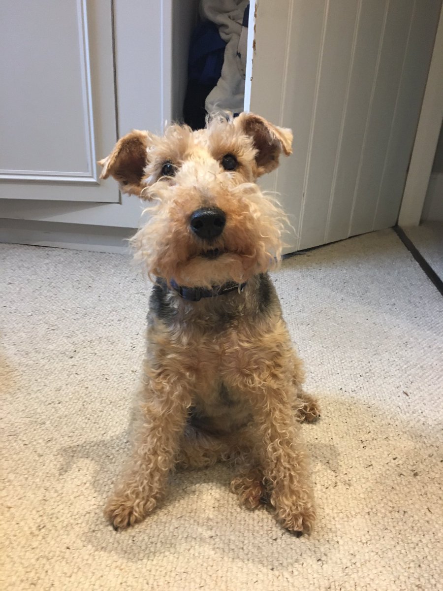 TheCartmelPub's tweet photo. This is Florence , the Cavendish Arms mascot.  £25.00 voucher for the best caption. https://t.co/dATxcMI9lh