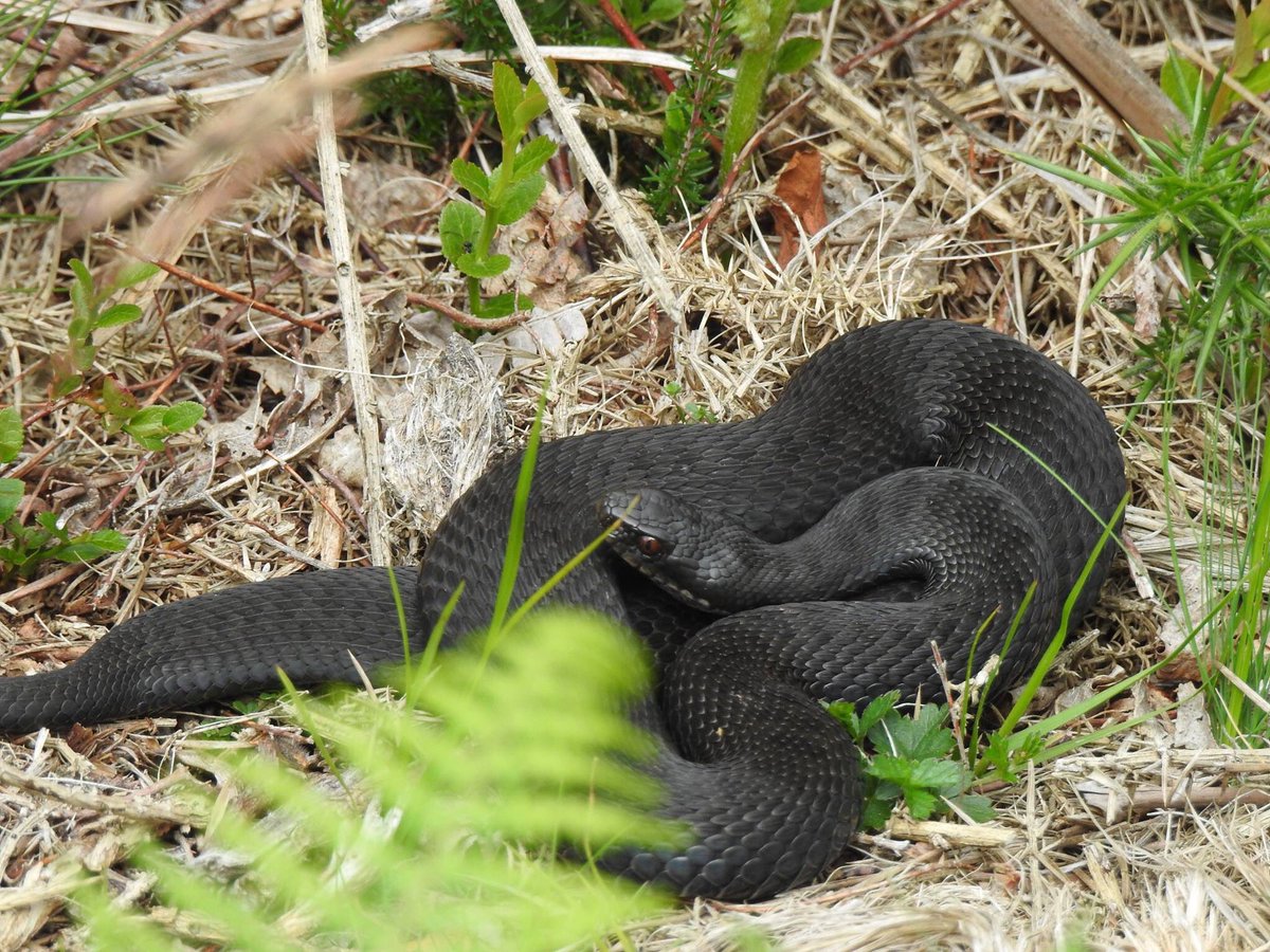 Lovely to see this beautiful Black Adder on #safari #exmoor <a href="/wildlifeENPA/">Exmoor Wildlife ENPA</a> @holnicoteNT