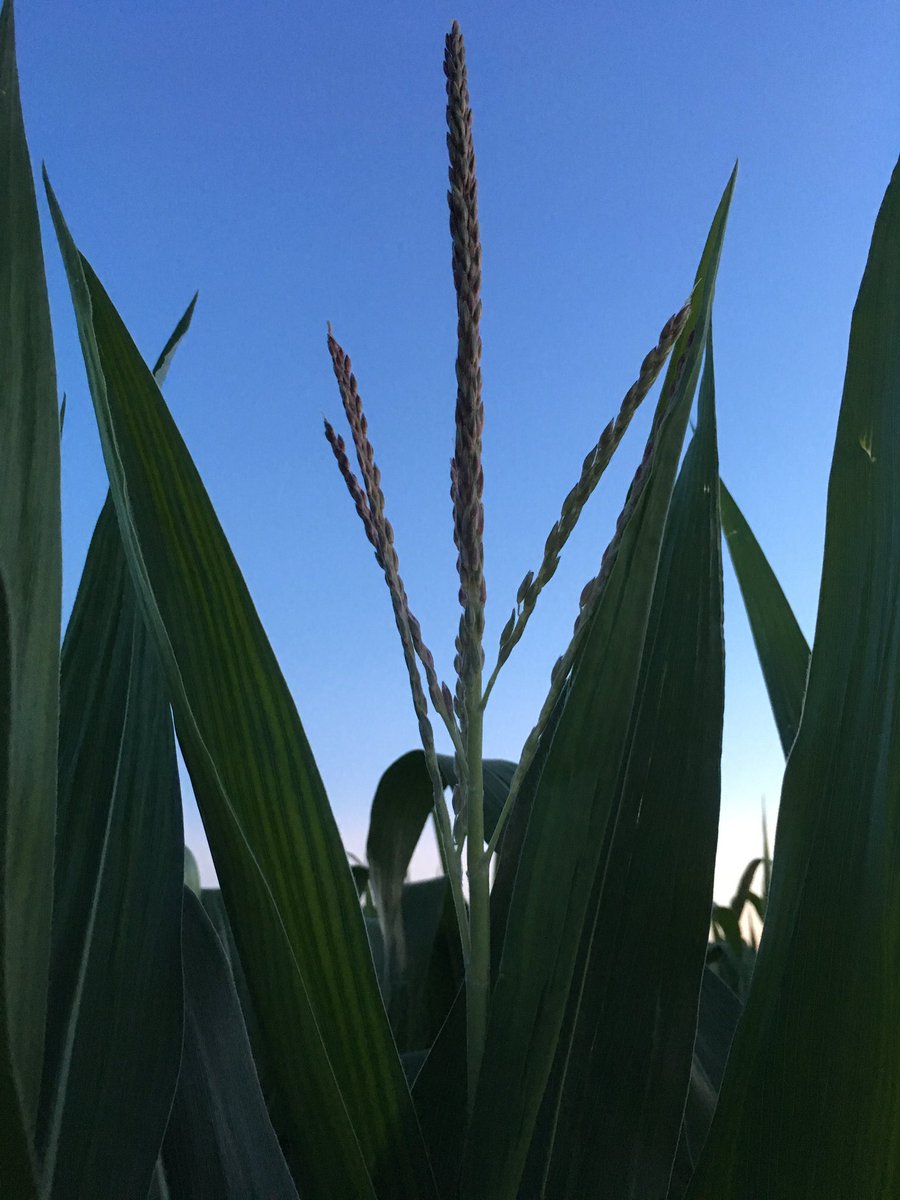 cagseeds's tweet photo. Tassels are popping on #P9929AM in NE IA #grow17 #withyoufromthewordgo https://t.co/28554nz83Z