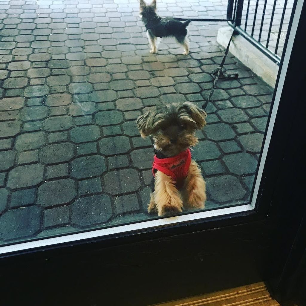 tre0808's tweet photo. Happy Saturday!  Rise and shine!  Early walk to Starbucks while it's still cool out! #yipandyap #maxandmyles #york… https://t.co/yVWACUYqmq https://t.co/L1e0kcEhsU