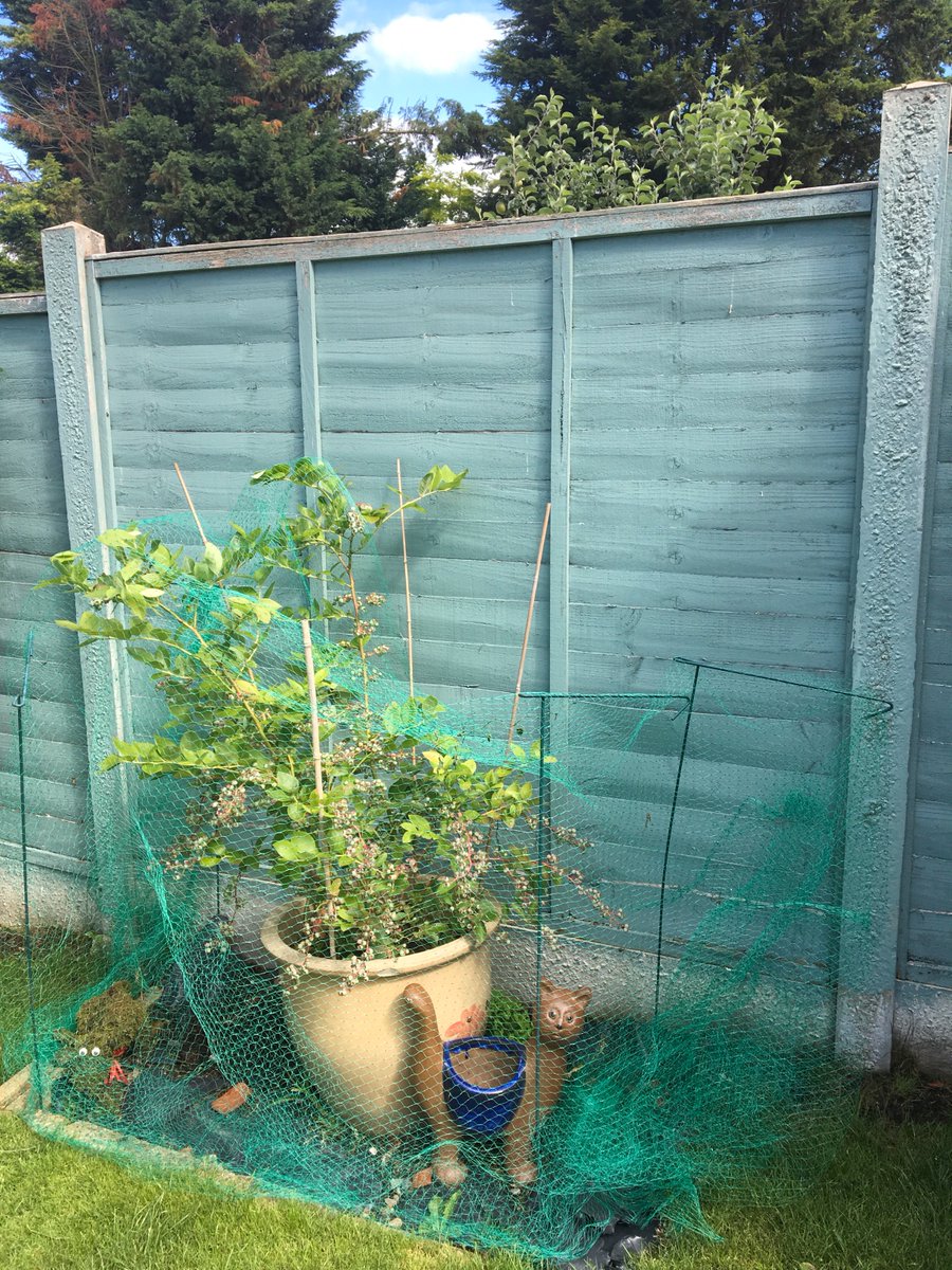 thepensioneers's tweet photo. Tending to the blueberries at a client's house. Always water with rainwater. #gardener #chelmsford and keep covered from the birds. https://t.co/02JVajfPyB
