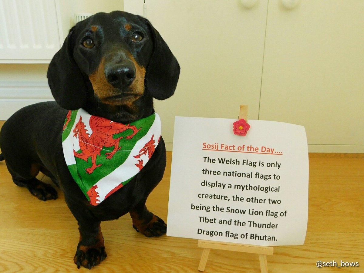 Modeling our welsh bandana (available in S,M&L) and giving facts 🤓 #wales #FactoftheDay #history #flags #welovewales #dachshund #dogs #cymru