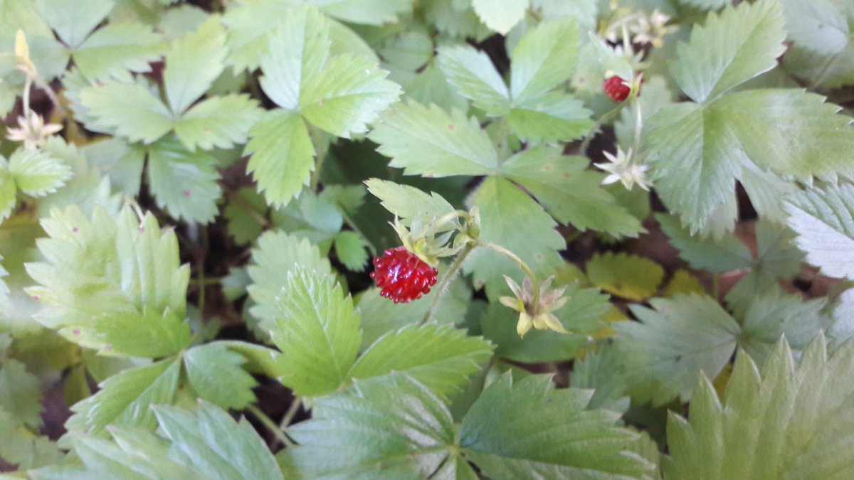CraigEdibleLeed's tweet photo. Wild Strawberries & Raspberries, sweet, sharp refreshing, the best tasting #wildfood #foraging #summer #wildfruits #notforbidden https://t.co/XeVFDUyBdx