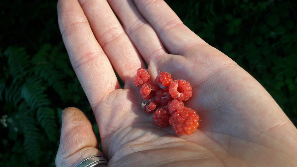 CraigEdibleLeed's tweet photo. Wild Strawberries & Raspberries, sweet, sharp refreshing, the best tasting #wildfood #foraging #summer #wildfruits #notforbidden https://t.co/XeVFDUyBdx