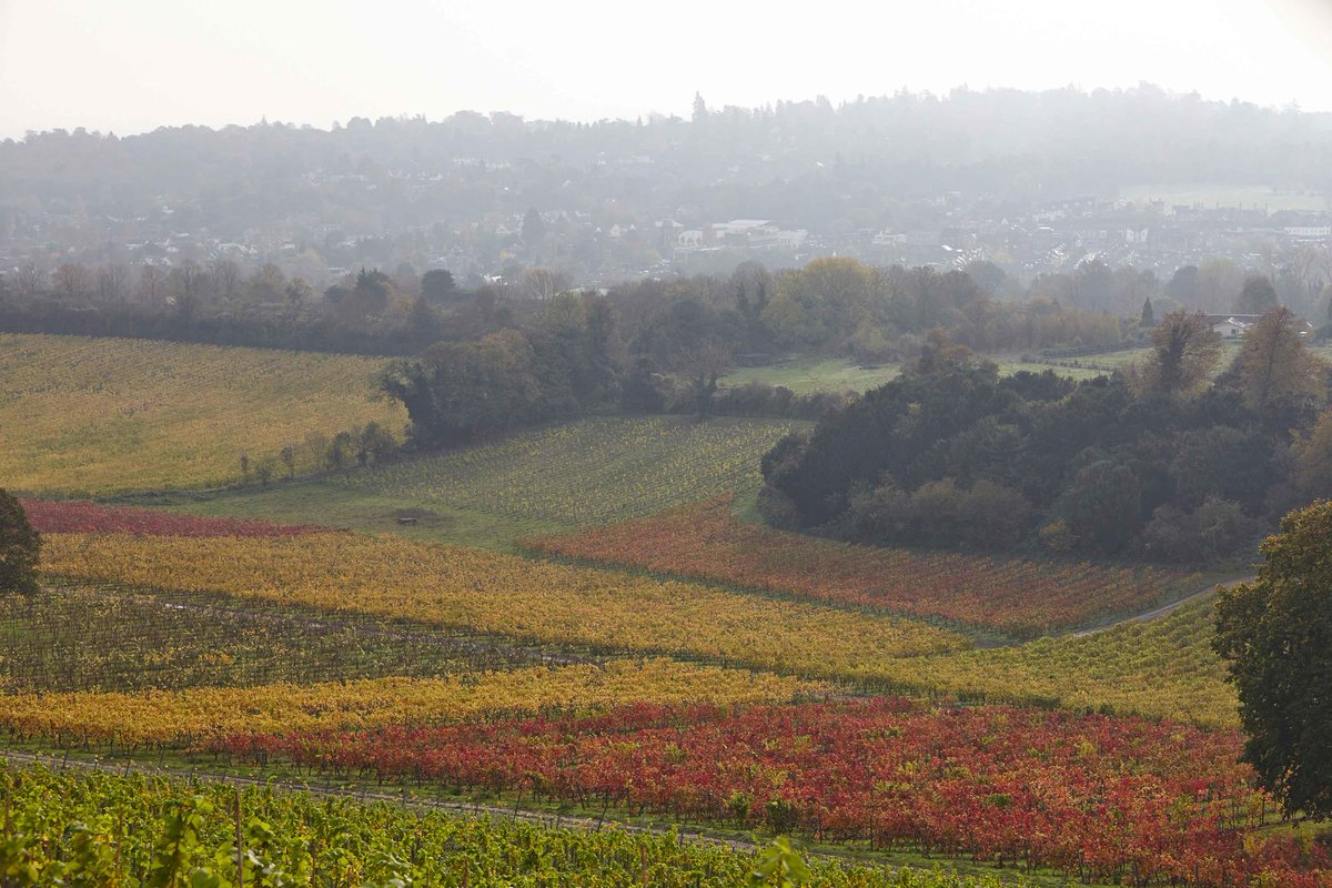 OXO_Tower's tweet photo. We are proud to support wines produced in England, such as @LDNCRU @litmuswines and @gusbourne #WeServeLocal https://t.co/bhxCpu9VgY