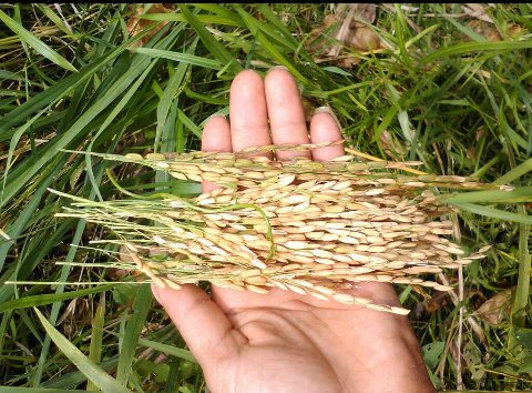 Gabrielasjr's tweet photo. Gerardo Rivas (Lalo) por la descolonización d las procesos productivos agrícolas SEMILLA CAMPESINA en batalla por la vida y la Revolución! https://t.co/YDmwvMtpbb