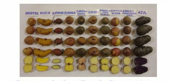 Gabrielasjr's tweet photo. Gerardo Rivas (Lalo) por la descolonización d las procesos productivos agrícolas SEMILLA CAMPESINA en batalla por la vida y la Revolución! https://t.co/YDmwvMtpbb