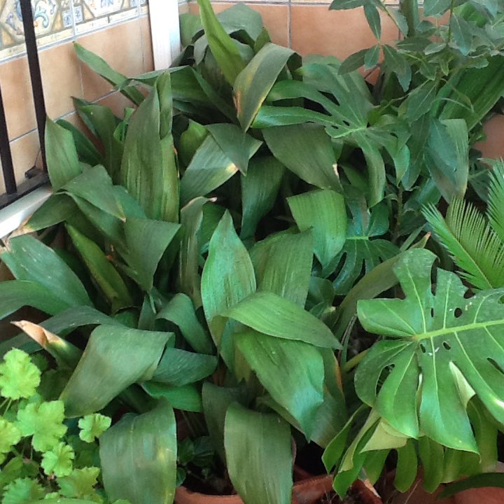 nee_48's tweet photo. Buen sábado,grupo.Verde q te quiero verde,sin sombra y riego,imposible,q "caló" #1florcadadía  #LlenaTwiterDeFlores,bss Sonia,Anne,Celeste https://t.co/CcmMVx32s4