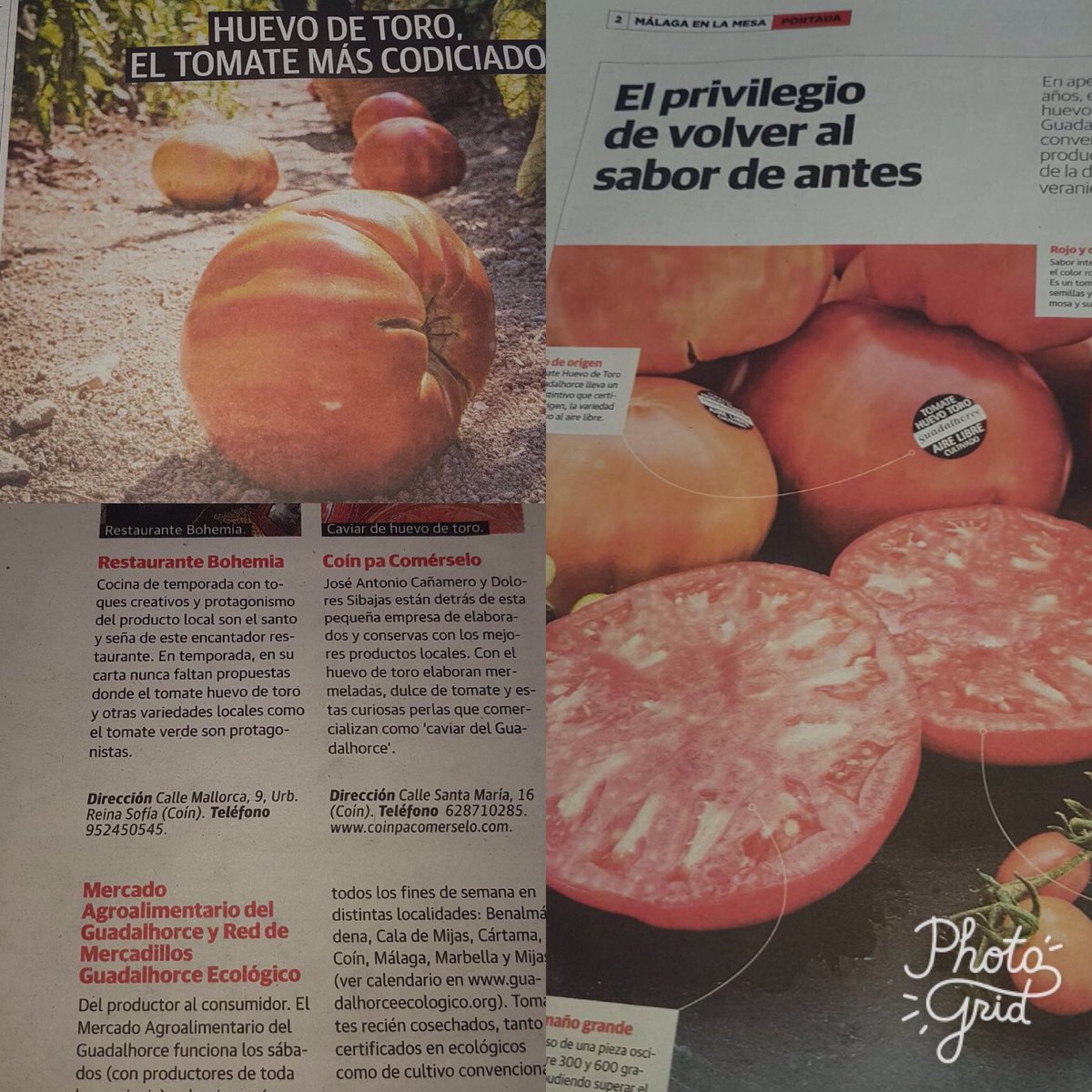 Remealsurdelsur's tweet photo. #HuevoToro el Tomate más codiciado, el sabor de antes que tanto añoramos #tomatequesabeatomate @SaboraMalaga @coin_pa @MercaAgroGuadal https://t.co/5OK4Do5Ml1