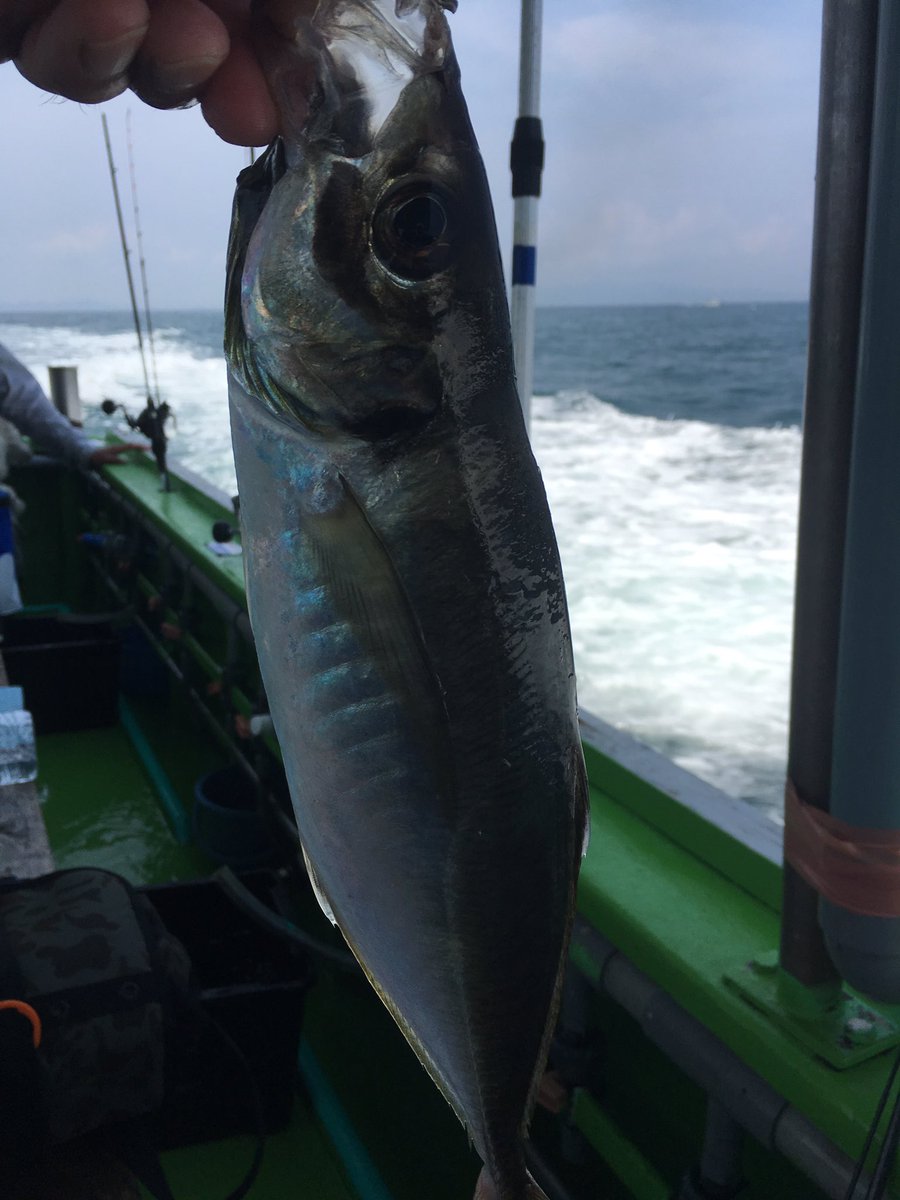 Bababa番長 小島漁港より出船で鬼アジ釣りへ 初めての釣りでしたがなんとか鬼アジゲット オマケに真鯛とチャリコもゲット お刺身で頂きました