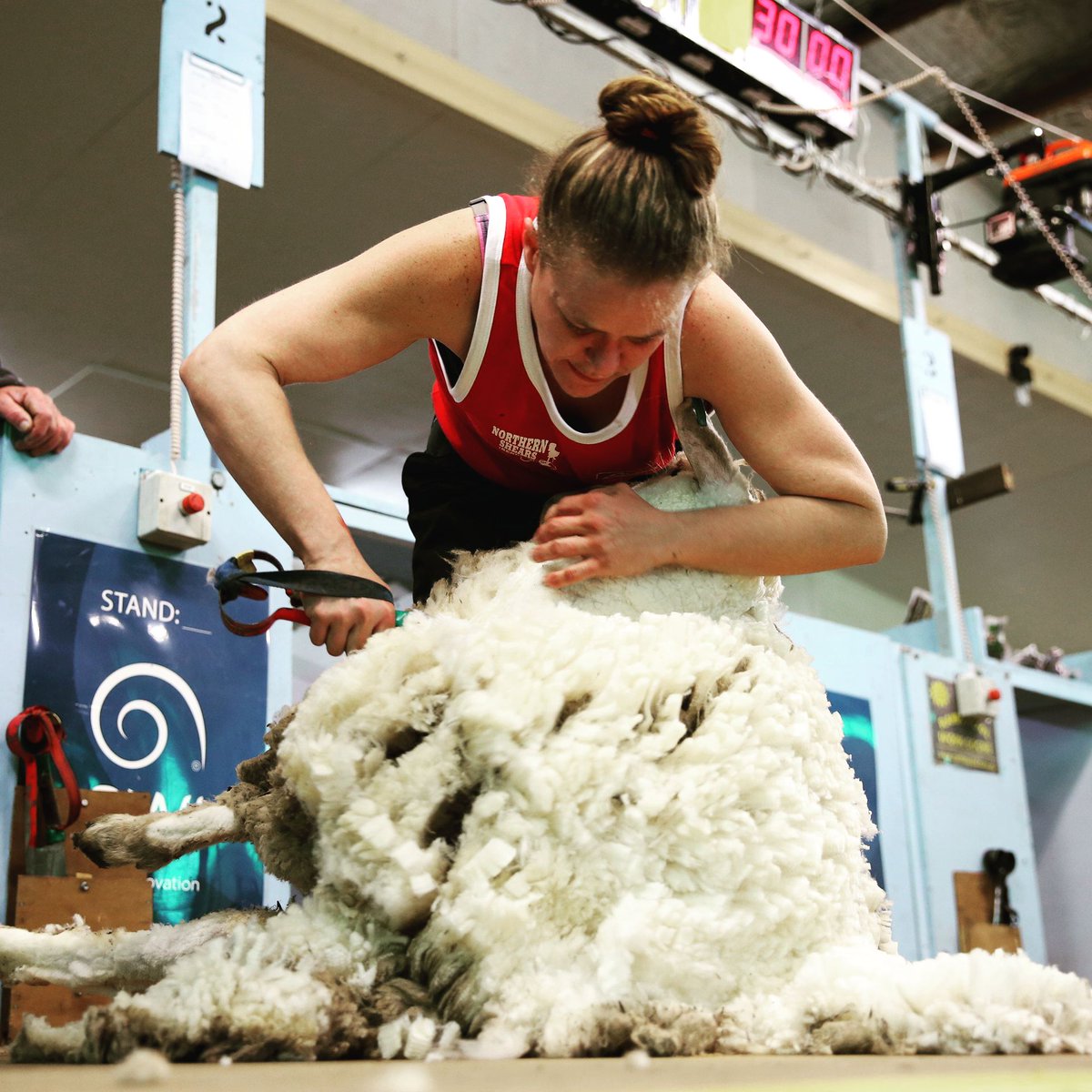 sheep_show's tweet photo. #shearing #oldschool
https://t.co/TGVBkTMTpm https://t.co/5rGAzCDO0y