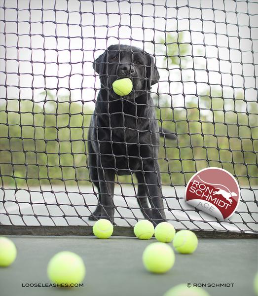 RonSchmidtPhoto's tweet photo. #Tennis anyone? 
#Wimbledon2017 #Ace #Love #dogs #ball 
"Ace" Print by Ron Schmidt @Loose_Leashes https://t.co/m1odfwNwL3