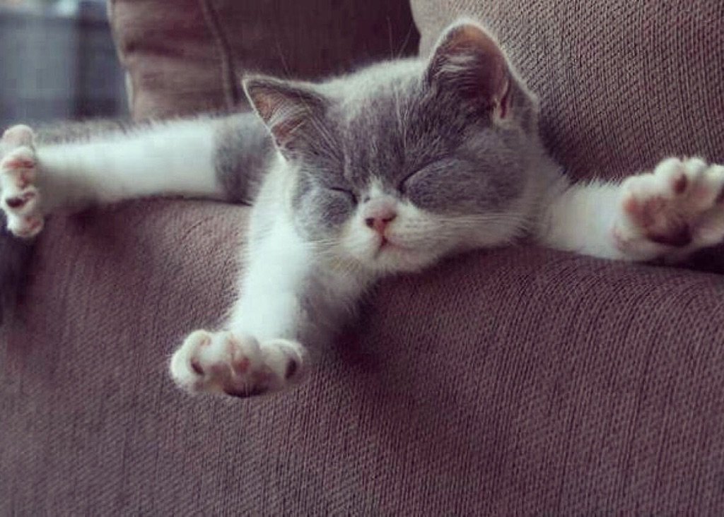 HITS973's tweet photo. 🐾Here's to waking up too early!🙈🌞 Tune in w/ @KatLaneMusic for a happy #katurday &amp; @heyviolet #HitsSession TIX!! Who wants em?!😉😸 https://t.co/3qR7Wkkzwq