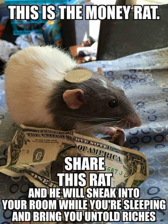 You know what to do... #rats #petrats #cuterats #ratmemes #petmemes