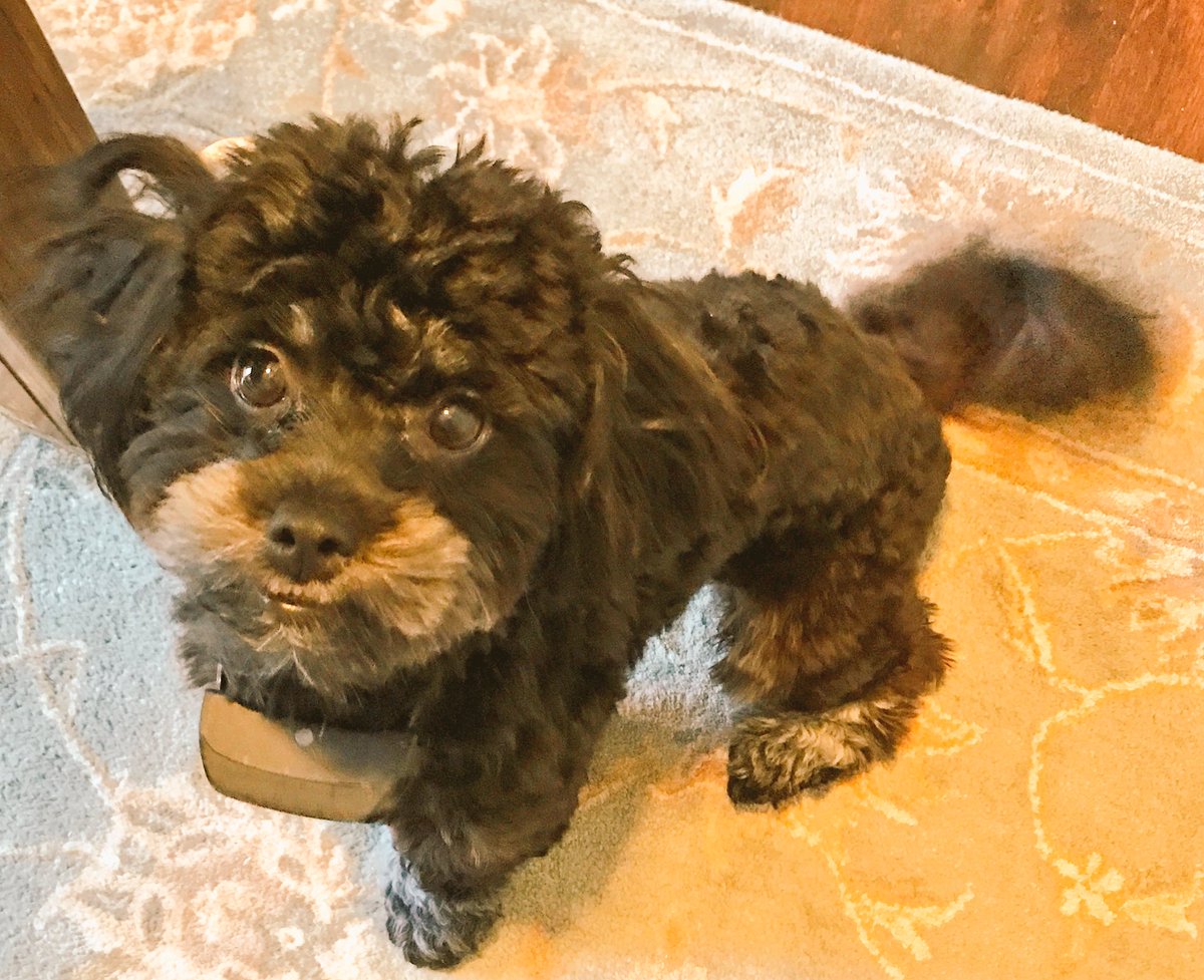 AutismJournal's tweet photo. A new little dog moved into the neighborhood. Finally one that Abby can play with without getting body slammed #TinyDogProblems https://t.co/lkAeAZGmJn