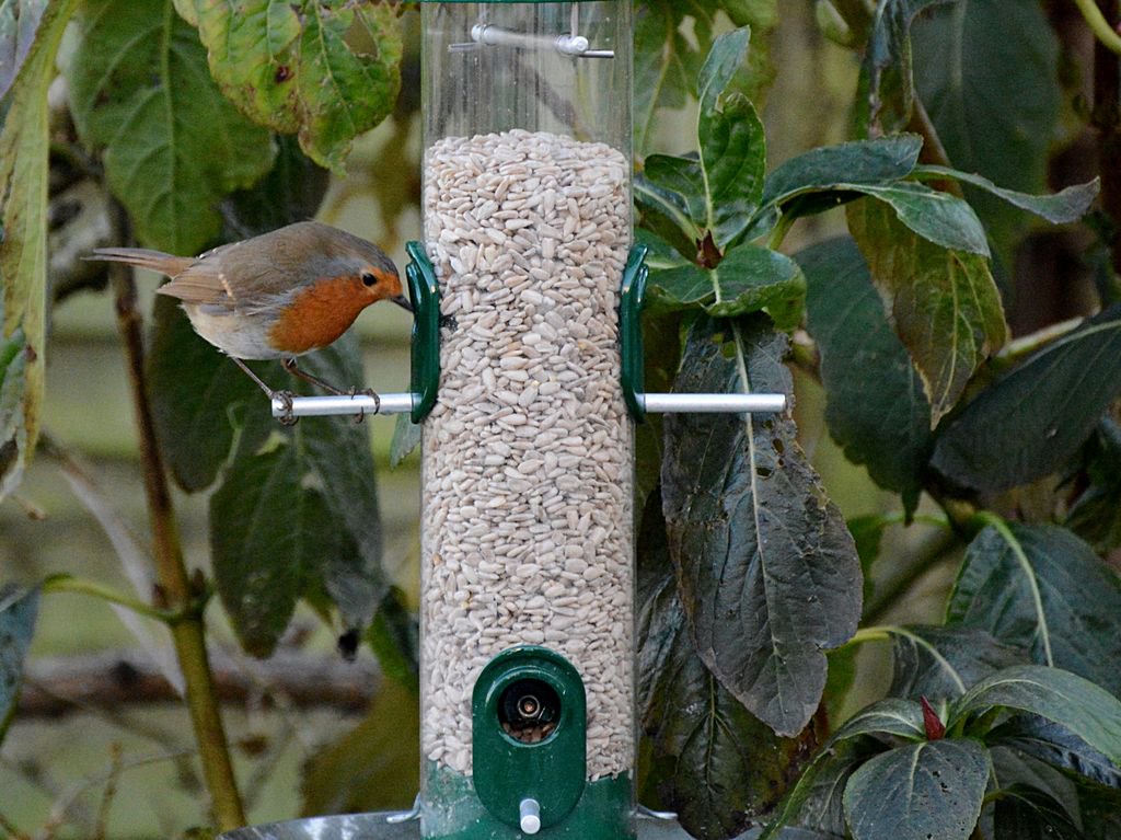 PaulSeligNature's tweet photo. IMPORTANT: 5 ways to minimise the spread of disease among #GardenBirds - useful advice from @garden_bird https://t.co/CC5BZvDBwv My Photo: https://t.co/JK2VxPBrQe