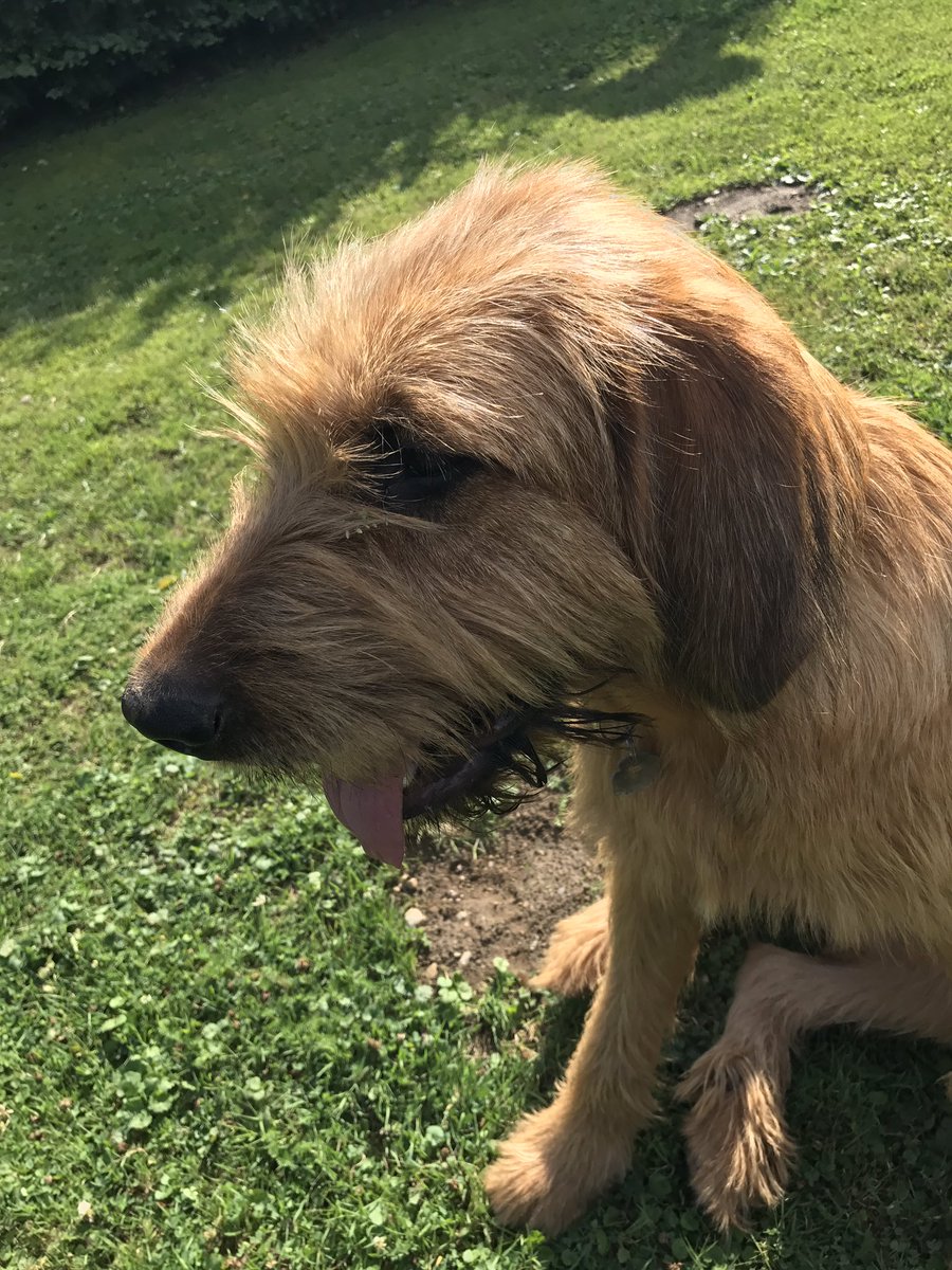 Lucy281016's tweet photo. #bloodhound #briard @dogcelebration #lucy she is about nine months old https://t.co/7BNZKpzgv5
