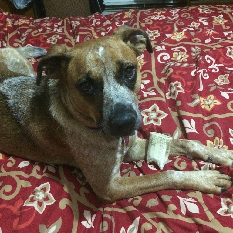 LouPettinelli's tweet image. Darn. I missed it. But this bone is goooood!