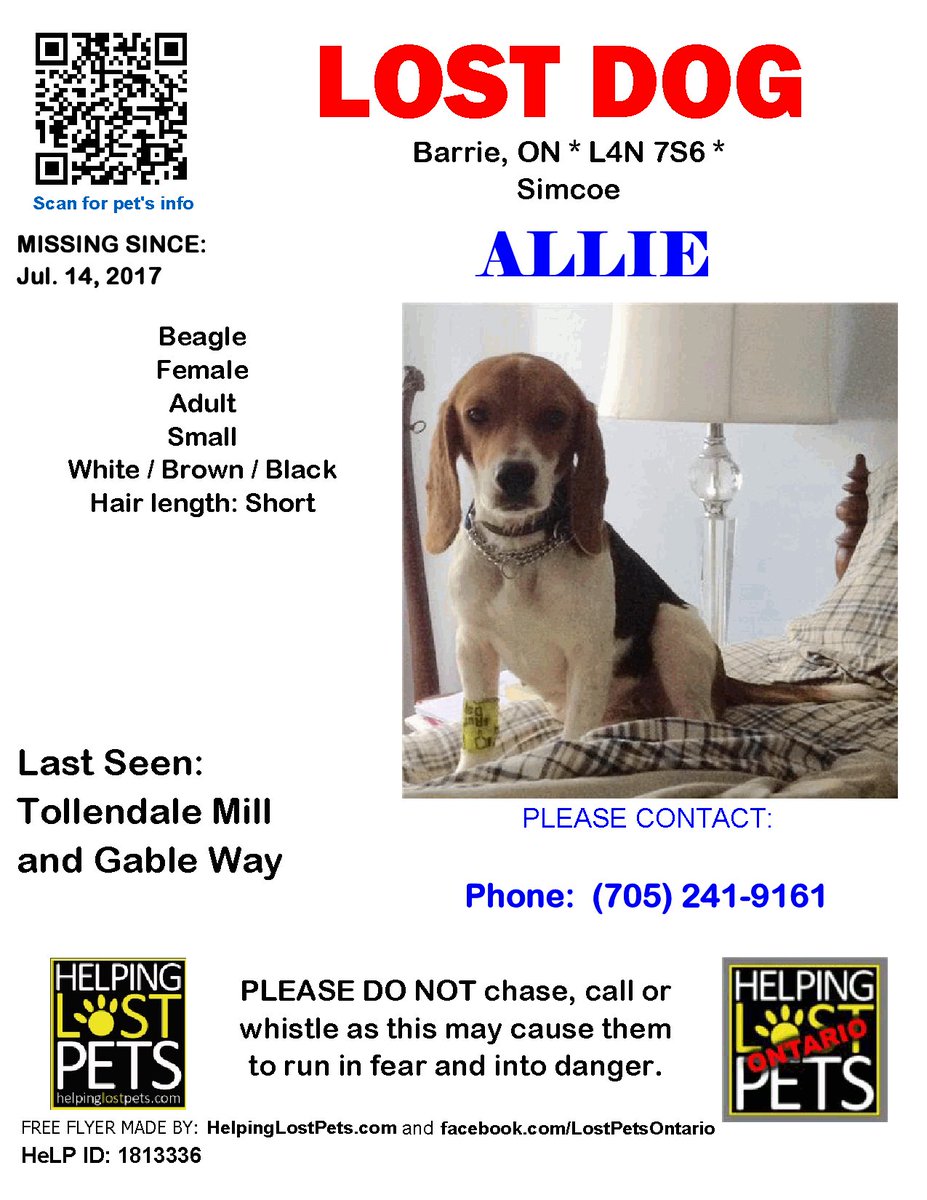 pawsitivegsr's tweet photo. Lost dog in Barrie.  
#lostdog #Barrie #helpmegethome
#lostbeagle https://t.co/bvz3I3yuG6