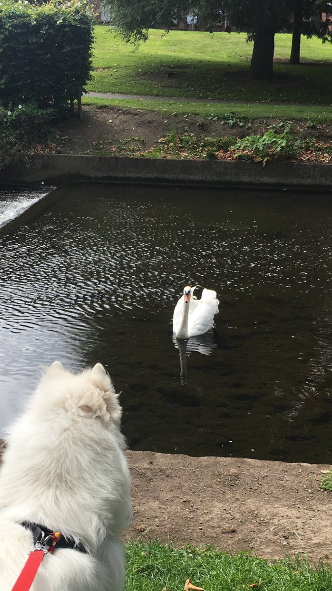 Tense standoff between rival factions at the park this morning 😂 #conflictreporting