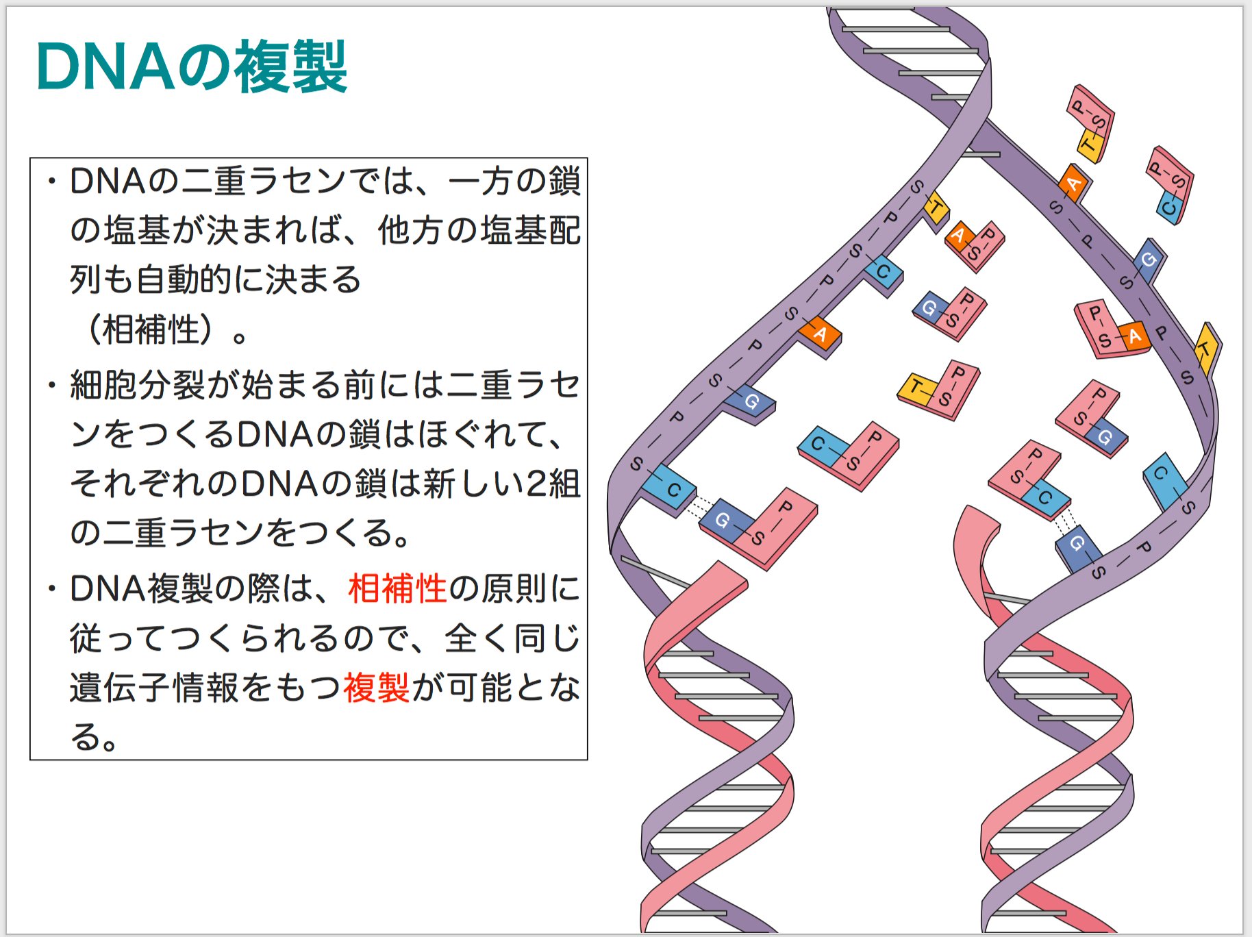 かずひろ先生 なるほど解剖学 Dnaの複製 Dnaの二重ラセンでは 一方の鎖の塩基が決まれば 他方の塩基配列も自動的に決まる 相補性 Dna複製の際は 相補性の原則に従ってつくられるので 全く同じ遺伝子情報をもつ複製が可能とな る