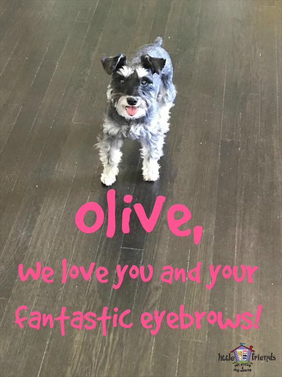 LittleFriends3's tweet photo. #Olive #Miniature #Schnauzer #DogLife #Charlotte #Petsitter #DogWalker #DogWalking #eyebrows #OnFleek #ThemBrows #cute #DogLove #girlpup https://t.co/9KOWBrHT9T