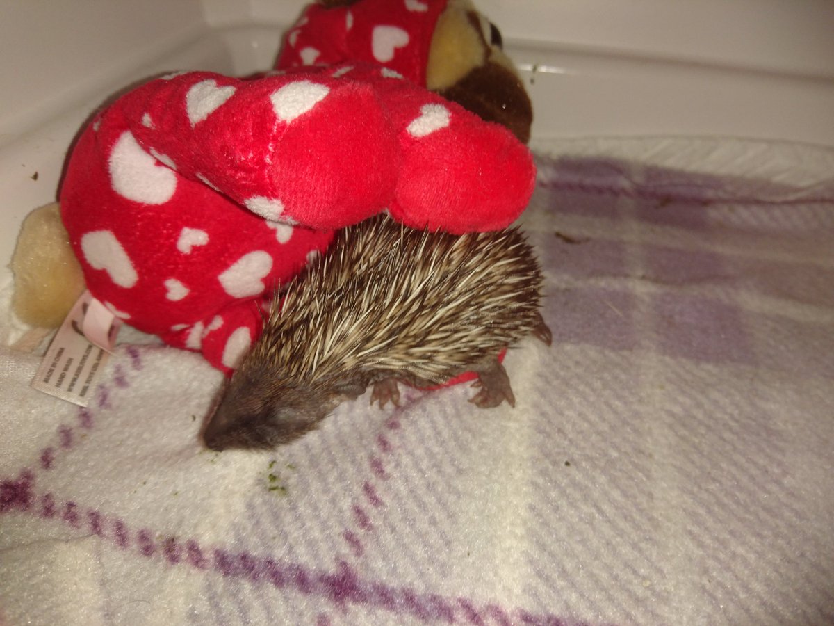 SelbyHaven's tweet photo. My little Tank has survived his illness and is now 100% better, he's now taking 4ml every feed...I'm so happy right now! https://t.co/8lNE9bT3Fw