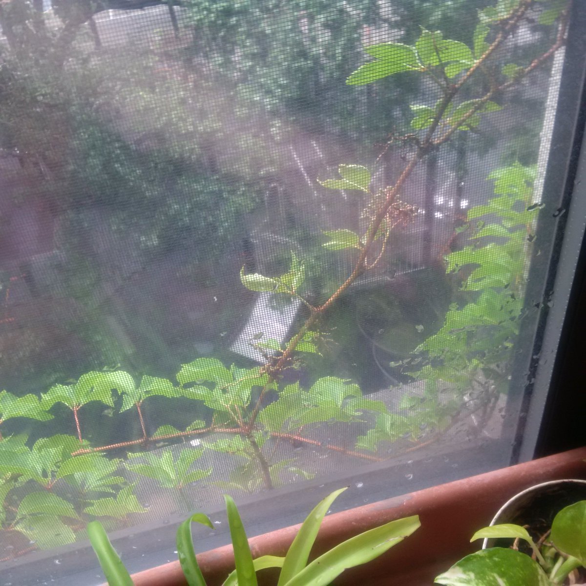 You better watch out for the vine that ate my building (apologies to Chicago's eggplant).If it's still hungry, our whole city is doomed.