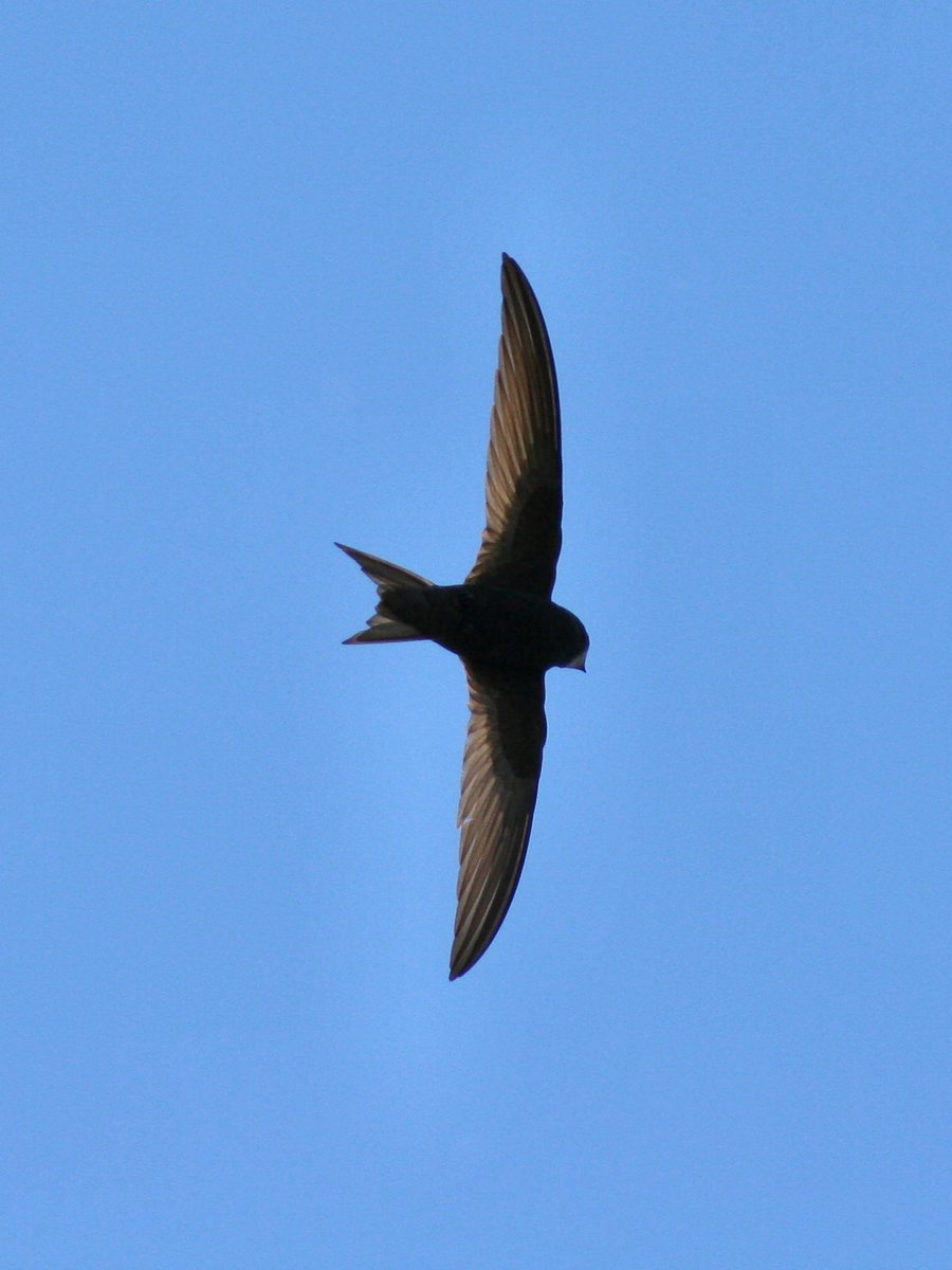 Same place as last year? Swifts return to winter in the same areas each year bit.ly/2uZLMnJ @AvianBiology