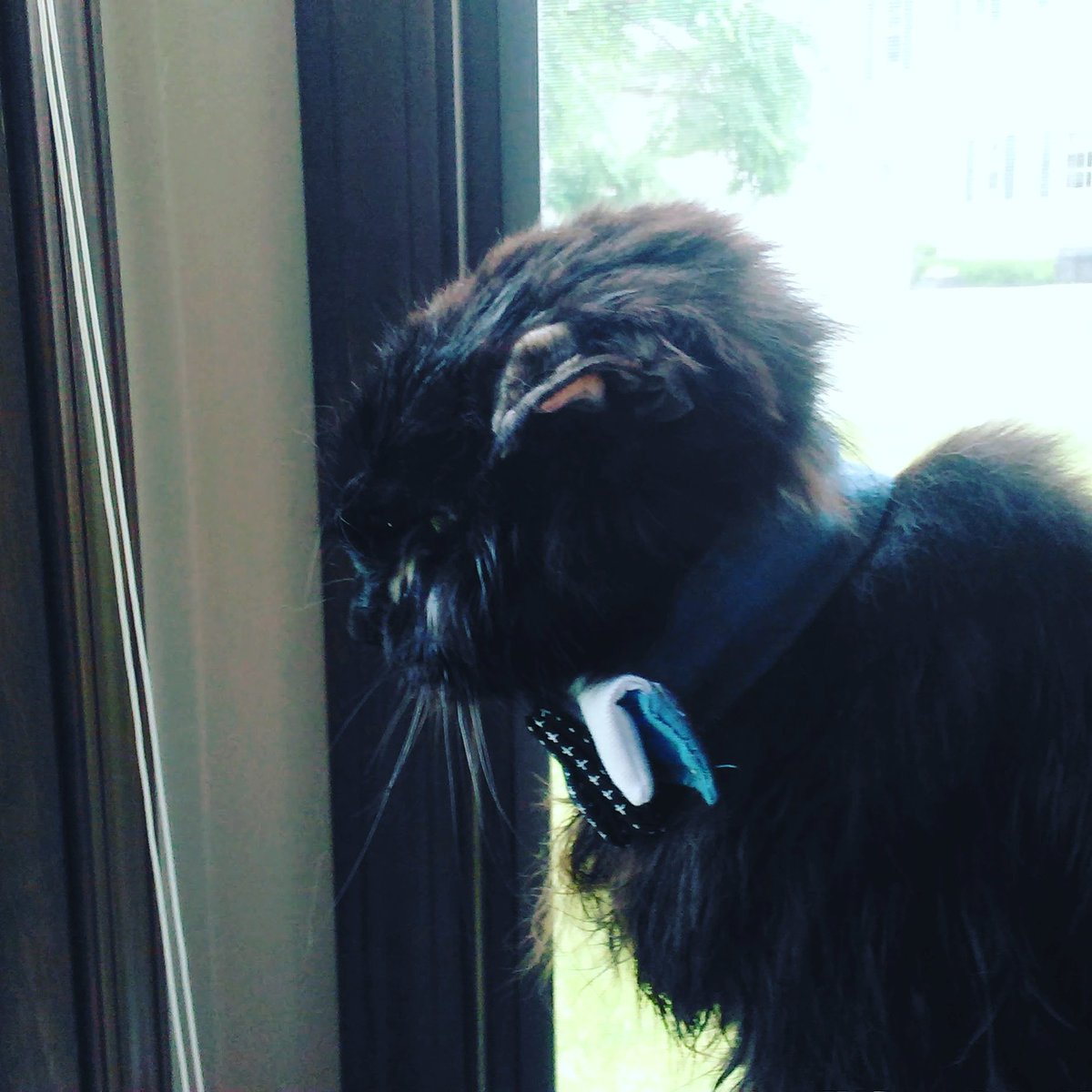 SaveBitters's tweet image. Bitters enjoyed his window time in the sun room.