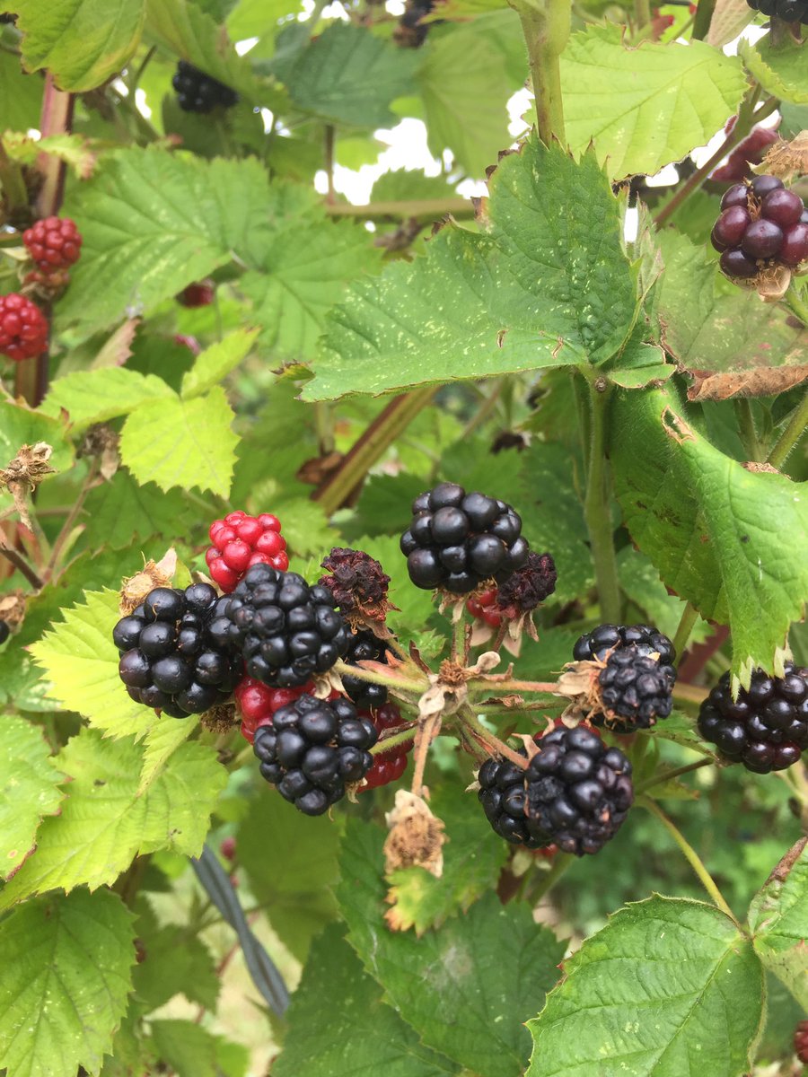 Pure_Wander's tweet photo. Berry pickin and country livin to day in the U.K.! #travelocal #travel https://t.co/lFcy3y4S5L