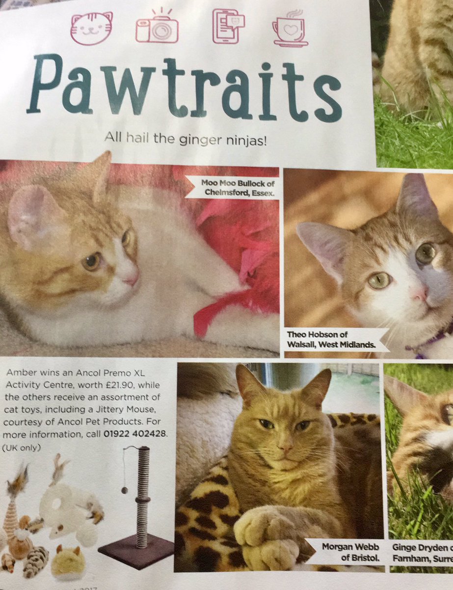 Apparently the slave thought it would be clever to put me in a magazine. Idiot. / <a href="/YourCatmagazine/">Your Cat</a>