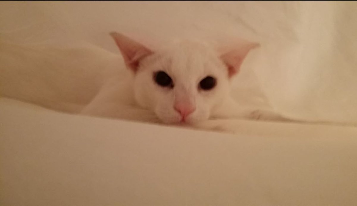 RoundTableEd's tweet image. Could HERCULES' Editing prices go any lower? #Proofing starts at 75c/page Any length! See buff.ly/2sPQseb