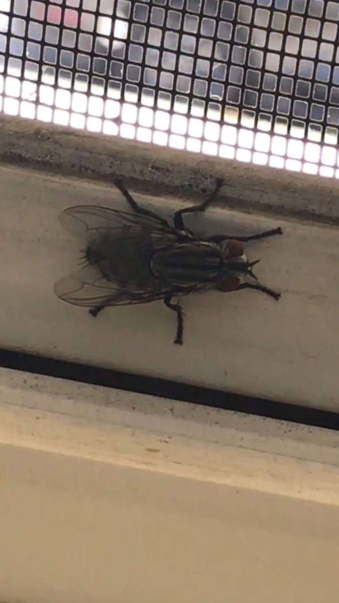 GurpyColors's tweet image. THIS IS THE BIGGEST FLY I HAVE EVER SEEN! HOLY MOLY! 😱😱#BayAreaProblems