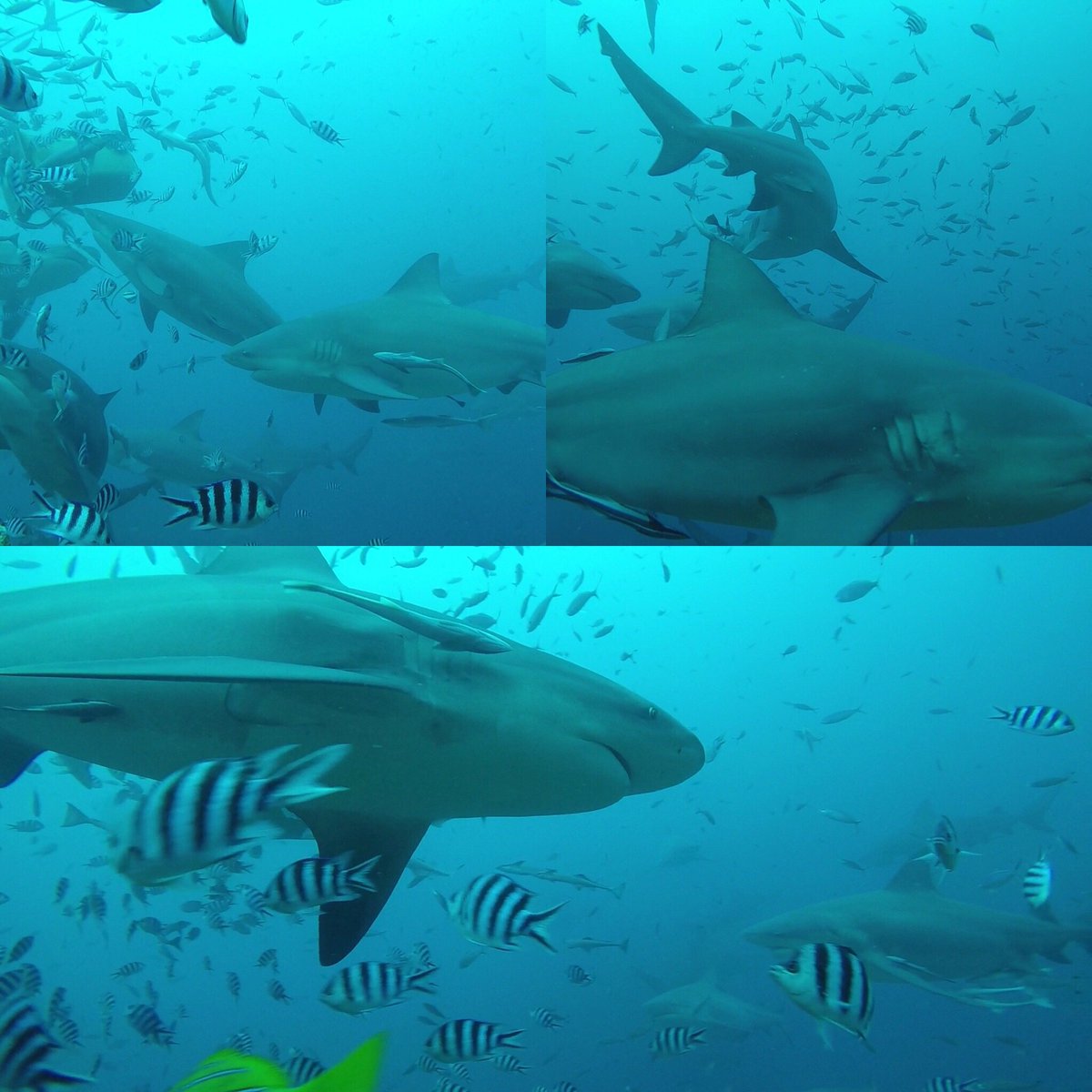 neilstollznow's tweet image. #Shark #diving at #beqa #fiji with #beqaadventuredivers #scuba #travel
