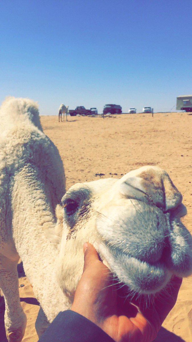 غير حُب البل وحب الطيبين 
خل قلبك ، لا يقاد ولا يساق .