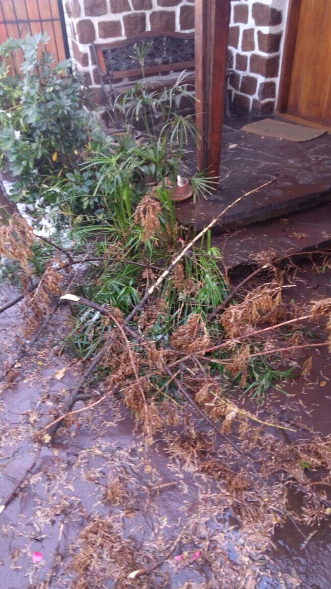 Meses pidiendo a <a href="/MuniLaReina/">La Reina</a> podar ganchos en JBordes, darían urgencia y nada.Así cayeron las ramas dañando mi camelia hoy <a href="/JMPalaciosParra/">José Manuel Palacios</a>