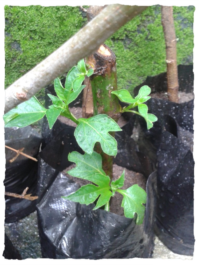 casamonher's tweet image. Con tan solo 16 dias de sembrada la estaca, esta planta de Boton de Oro dice que le fe mueve montañas. Mas comida para nuestos animales.