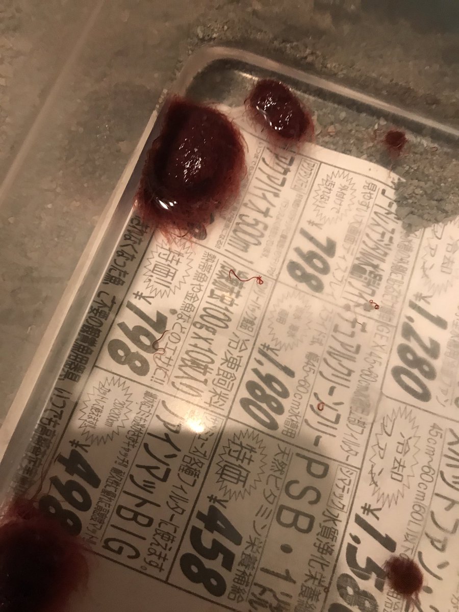 国産cbハコガメ販売 イトミミズ買ってきました うちでは ハッチ直後で食いの悪いアメハコベビーは これで餌付けしてます 栄養は心許ないので まず食べることを覚えてもらい 冷凍赤虫や配合を少しずつ混ぜ移行していきます 今迄このやり方でベビーを