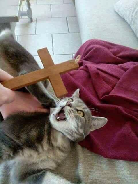 TheVengeant's tweet photo. #Caturday https://t.co/4yELvyB0p4