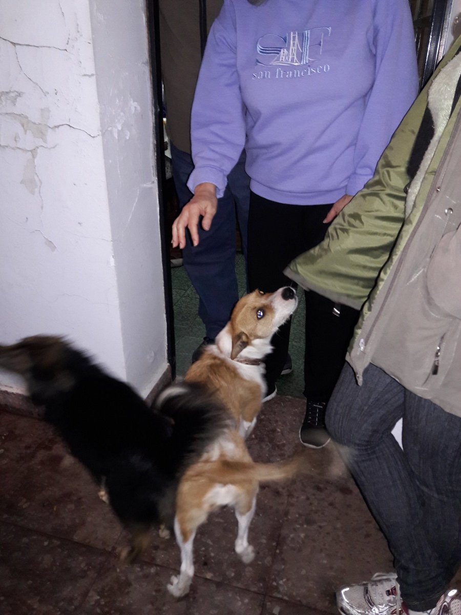 mcg1465's tweet photo. Cocó, ahora ALMA adoptada!!!!!
Tiene una hermosa familia. 
Muchísimas gracias a.todos los que ayudaron @ayudandoaaprani @ArqueroSinManos https://t.co/OvXIFkRXcw