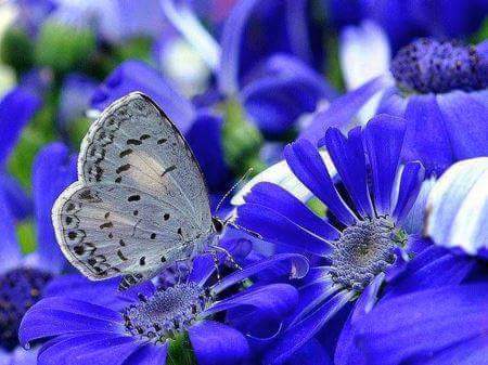 👗🌼 Lola 🐦 🌸🌼👗 (@lolalovecat) on Twitter photo 