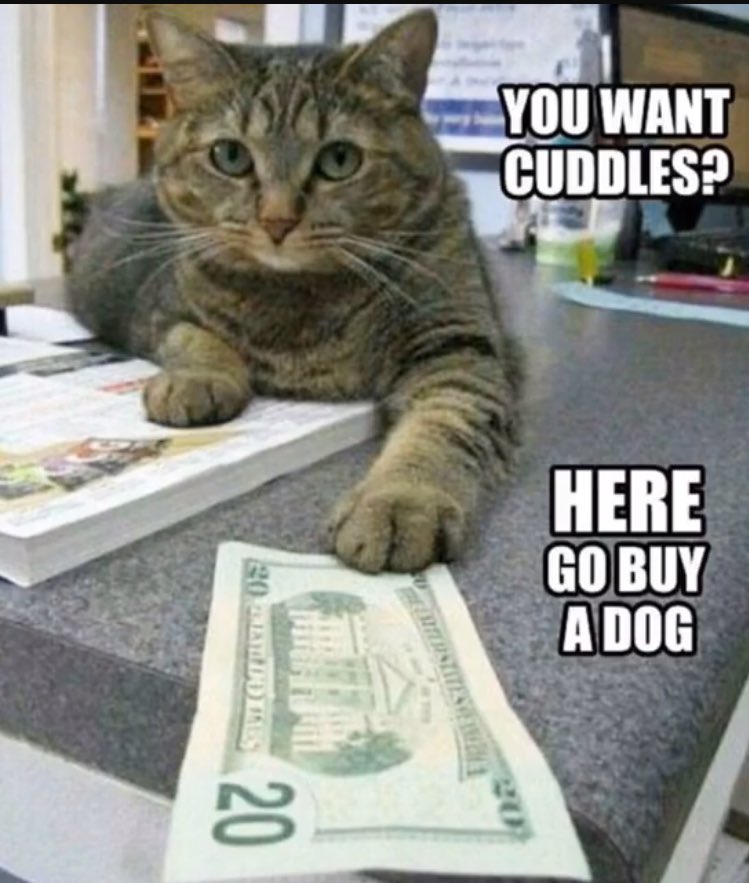 cjwalters66's tweet image. I wish Jack would give me cash, all I usually get is the look - #nocuddles #cats